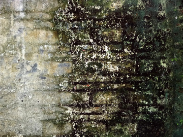 布满绿苔藓的青砖老墙