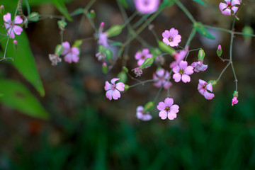 小野花麦蓝菜