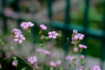 小野花麦蓝菜