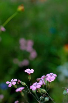 小野花麦蓝菜