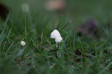 雨后的小蘑菇