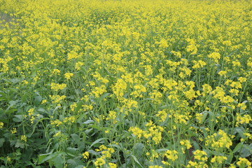 开满金色的油菜花田野