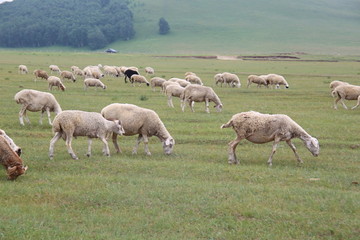 草原上吃草的绵羊群
