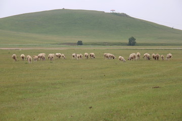 草原牧场放牧绵羊