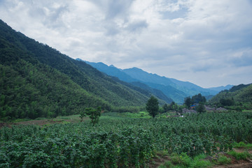 无公害蔬菜基地