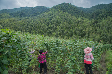 无公害蔬菜基地