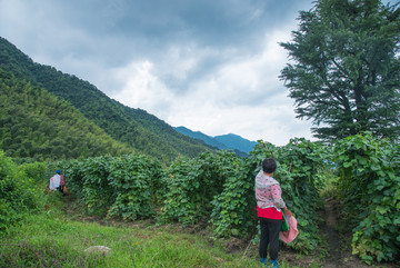 无公害蔬菜基地