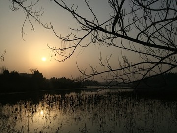 夕阳残荷