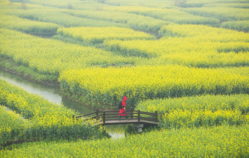 油菜花田