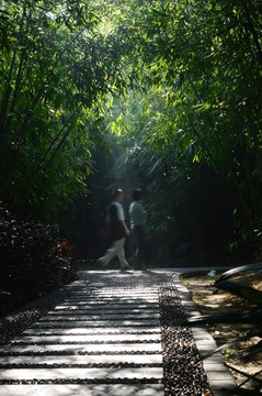 竹林漫步