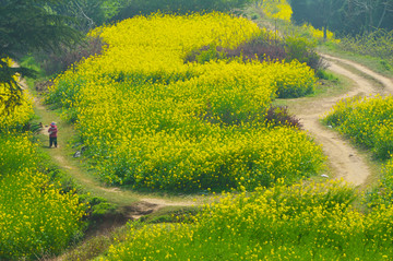 油菜花田