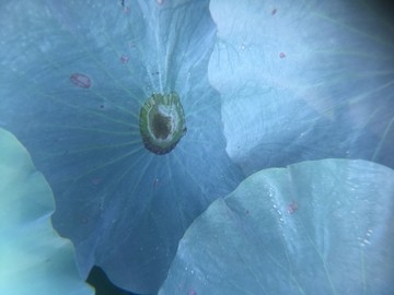 西安浐灞桃花潭公園荷花