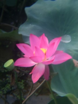 西安浐灞桃花潭公園荷花