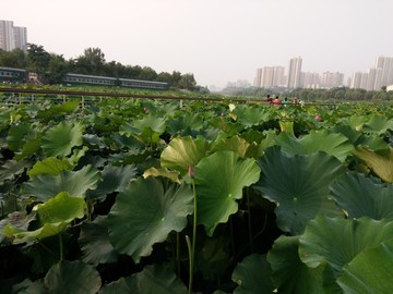 西安浐灞桃花潭公园荷花