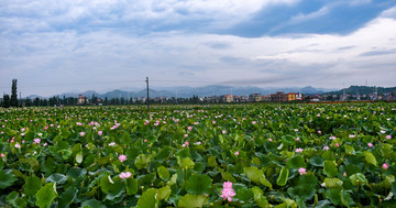 荷花风景画