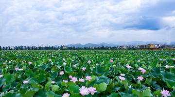 荷花风景画