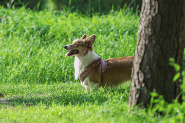 彭布洛克威尔斯柯基犬