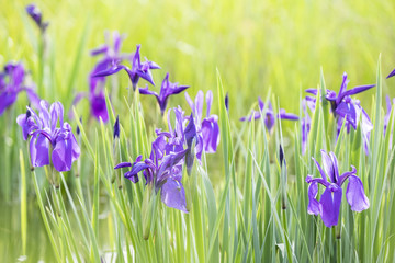 鸢尾花