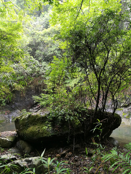 青山绿水