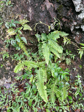 山中小草