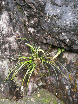 山中小草