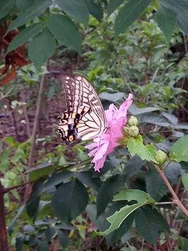 蝶恋花