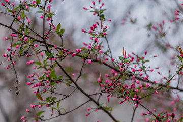 海棠花