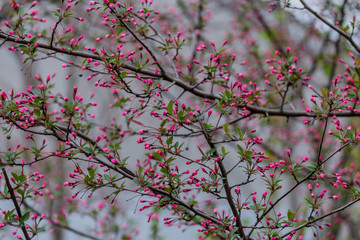 海棠花