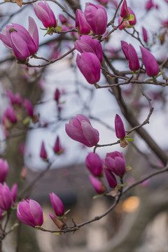 玉兰花