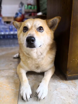 柴犬秋田