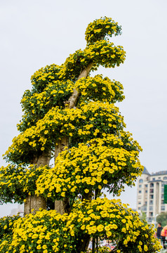 菊花展览