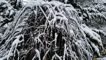 雪景