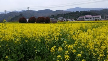 油菜花海