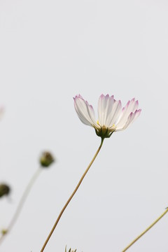 盛开的格桑花