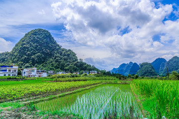 广西水稻田