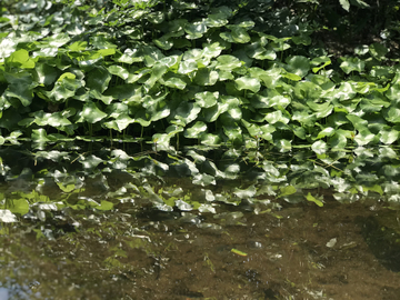 金钱草 铜钱草 水塘