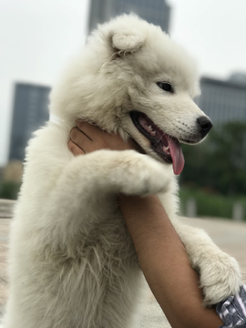 抱着手的萨摩耶犬