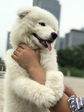 萨摩耶犬