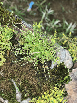 植物 春天