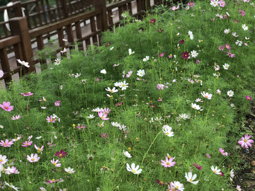 花卉 小花朵 青草地