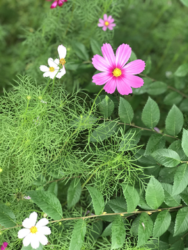 粉色小花 叶子 草地