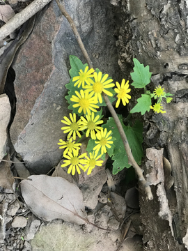 小雏菊 小黄瓜