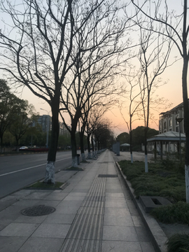 黄昏 夕阳 树木