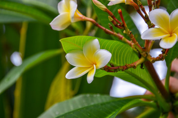 鸡蛋花