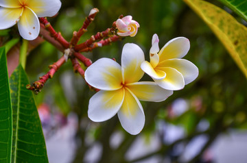 鸡蛋花