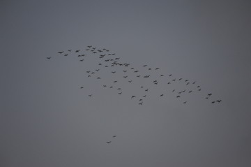 一群鸟飞过