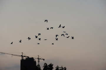 一群鸟飞越建筑工地