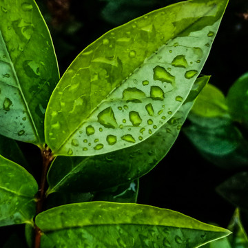 露珠与小草