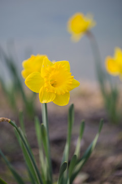 水仙花