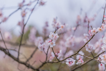 梅花